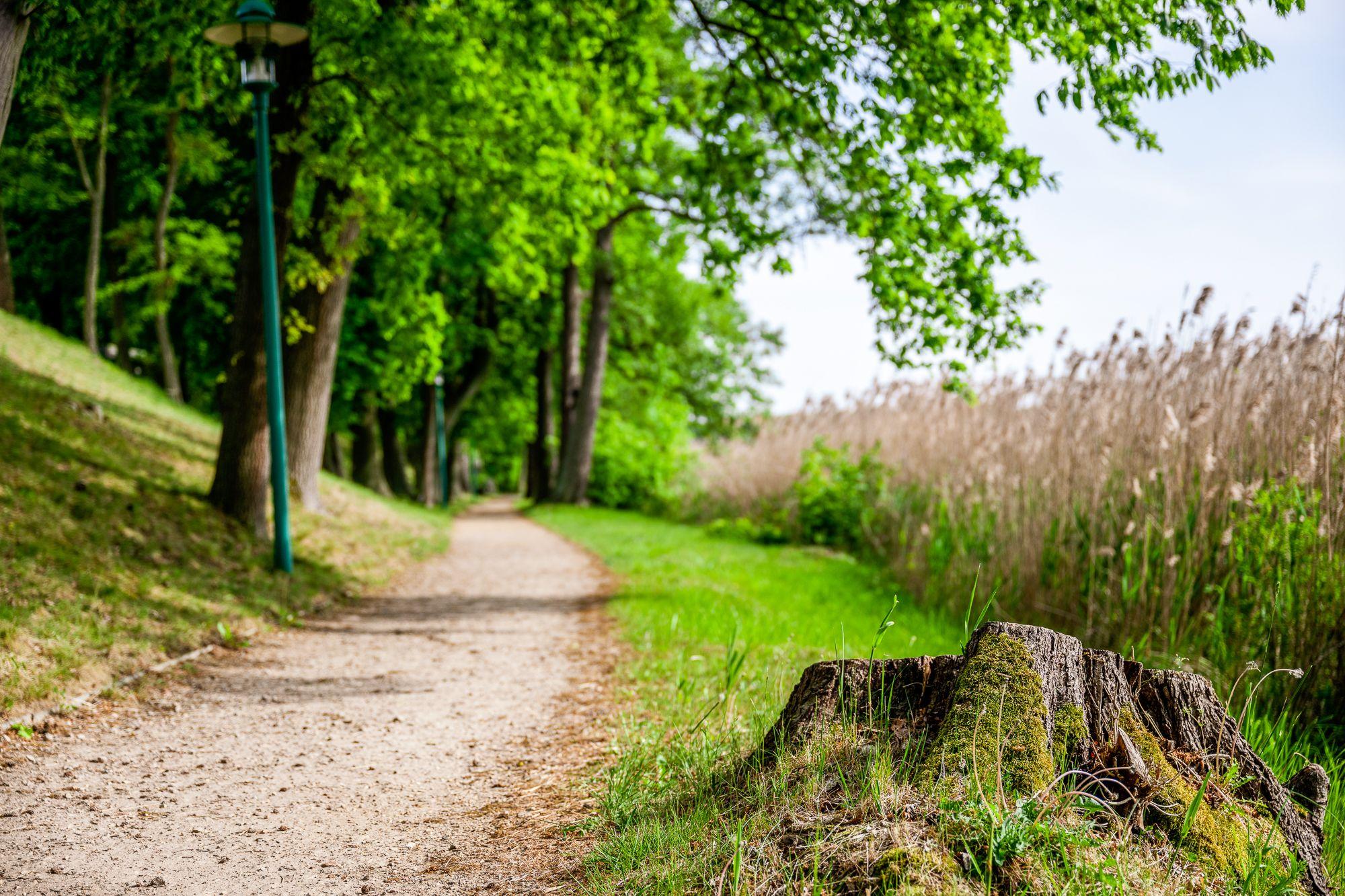 Spazierweg entlang eines Waldes 